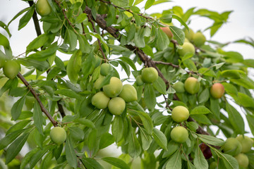 Young fruits of a Japanese plum tree, on the branch