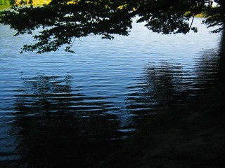 View of the lake and green forest