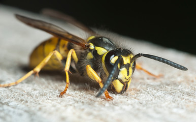 European wasp (Vespula germanica) collecting wood fibers for building its nest, closeup