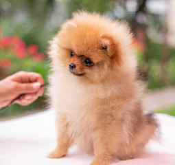 Beautiful orange dog - pomeranian Spitz. Puppy pomeranian dog cute pet happy smile playing in nature