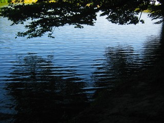 View of the lake and green forest