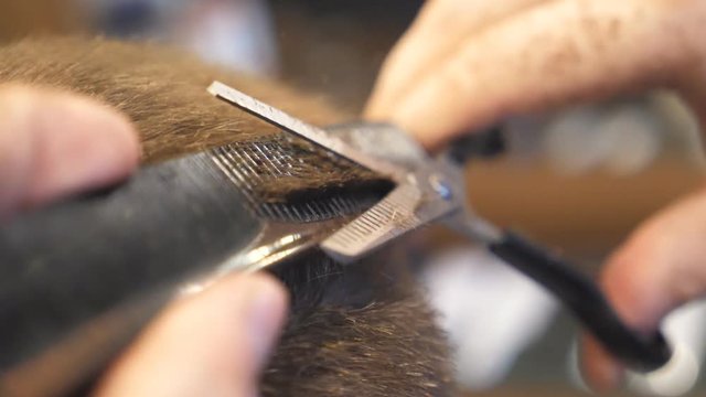 Male hands of hairdresser combing and cutting short hair of customer by hairbrush and scissors in barbershop. Close up arms of barber trimming brown hair of his client in trendy salon. Slow motion
