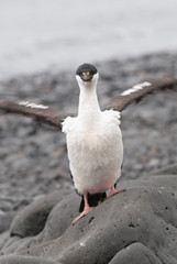Imperial Cormorant, breeding colony, Paulet Island, Antarica