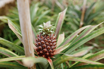 Pineapple plantation greenhouse