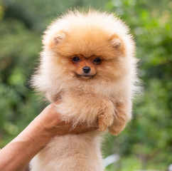 Beautiful orange dog - pomeranian Spitz. Puppy pomeranian dog cute pet happy smile playing in nature