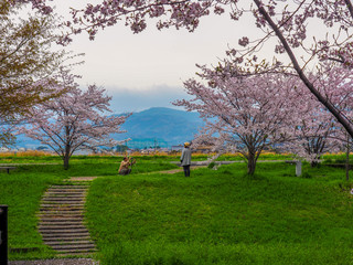 Elderly couple taking photos together with fully bloomed Cherry Blossoms