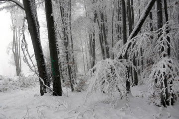 Snowy winter forest. Wet snow is clinging to the branches of the trees. Beautiful white winter fairy tale.