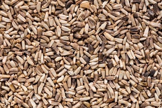 High quality seeds of chicory, in a texture form for your beautiful garden. Can be used by seed producers for create perfect new packaging with seed on background.