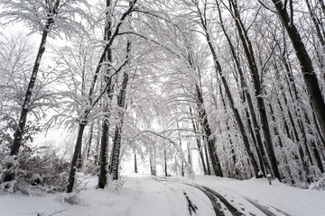 Snowy winter forest. Wet snow is clinging to the branches of the trees.  Fog in the distance. Beautiful white winter fairy tale. Car tracks in the snow.
