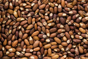 High quality seeds of rosemary, in a texture form for your green garden. Can be used by seed producers for create contrast elegant packaging with seed on background.