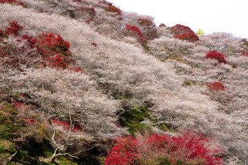 Obara Shikizakura close up on the hill full blooming against in autumn season of Obara district, Toyota city, Nagoya, Japan.