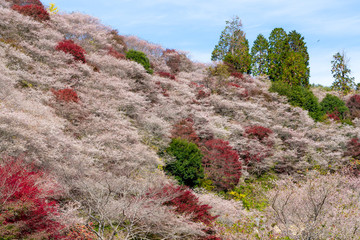 Obara Shikizakura park in morning, colorful sukara and red maple trees on the hill full blooming...