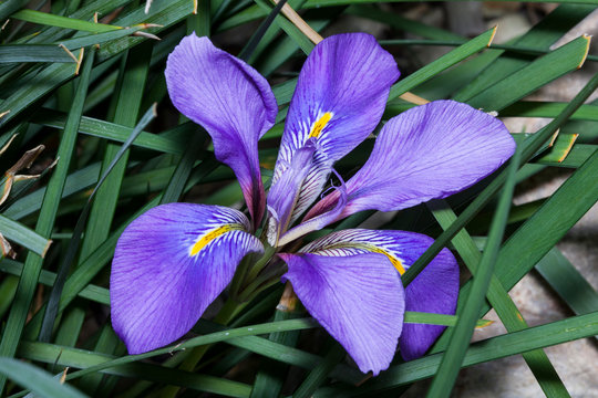 Iris unguicularis 'Broadleigh' the flowers appear in winter or early spring and is commonly known as Algerian iris