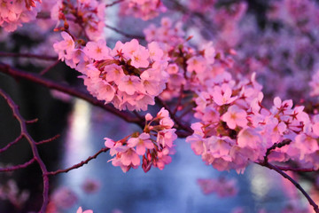Close up of Japanese Sakura over Nakameguro river, in pink and blue colors. Famous springtime cherry blossoms in full bloom in night time, with pink lantern lights over the river's water.