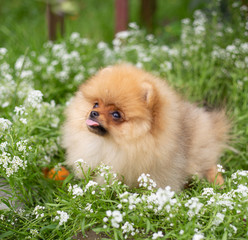 Beautiful orange dog - pomeranian Spitz. Puppy pomeranian dog cute pet happy smile playing in nature on in flowers