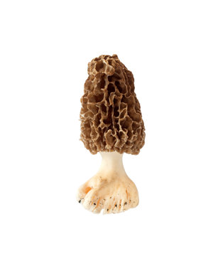 Morel mushroom isolated on white background