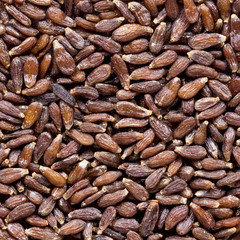 High quality seeds of tarragon, in a texture form for your unique garden. Can be used by seed producers for create gorgeous packaging with seed on background.