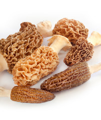 Morel mushrooms closeup on white background