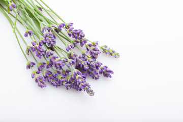 lavender on white background