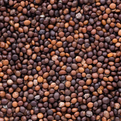 High quality seeds of thyme, in a texture form for your unique garden. Can be used by seed producers for create new gorgeous packaging with seed on background.