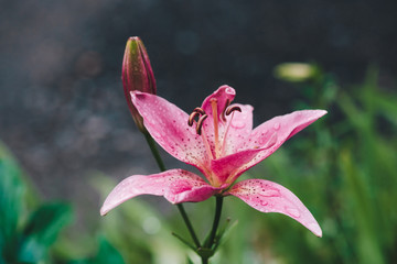 Beautiful flowering pink lily in macro. Amazing picturesque wet blooming flower close-up. Raindrops on colorful plant. Wonderful european perfume flower with dew drops. Droplets on pink petals.