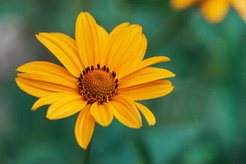 Colorful juicy yellow flower with orange center and vivid pleasant pure petals. Flowering jerusalem artichoke in macro. Blossoming helianthus tuberosus close-up. Beautiful flower of topinambur.