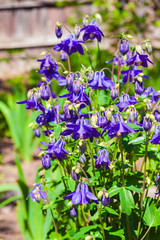 Blue Aquilegia flowers closeup