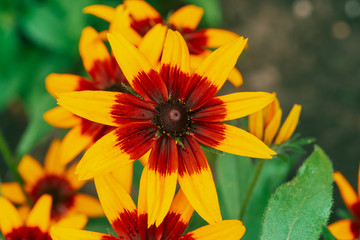 Scenic flowering rudbeckia fulgida in macro. Amazing red yellow flower close-up with copy space. Wonderful colorful petals of coneflower on green background. Beautiful vivid blooming flower.