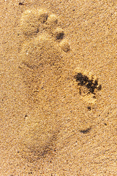 Family footprints in the sand on the beach
