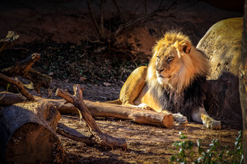 A male, African lion with a large, golden mane lies in the cold in an enclosure at a zoo. © Leon