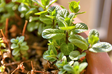 Small potted mint plants