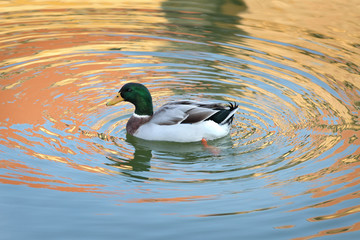 Adult male duck in river or lake swimming in water