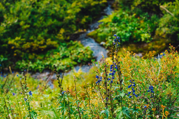 Group of beautiful blooming purple flowers of larkspur near mountain creek close-up. Rich vegetation of highland. Yellow flowers. Colorful natural background with motley grasses in bright sunlight.