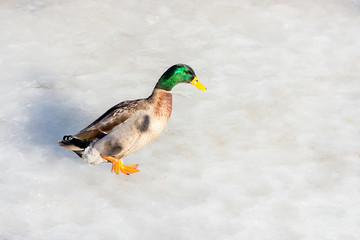 Beautiful duck is walking on the ice. Nature.