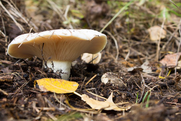 forest, mushroom, autumn