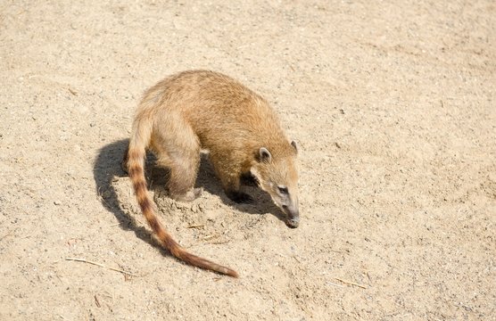 South American coati (Nasua nasua), sniffing, captive