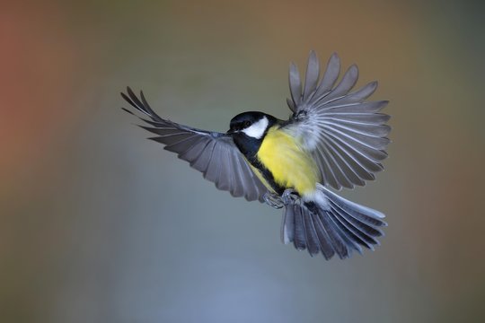Great tit (Parus major) male in flight, North Rhine-Westphalia, Germany, Europe