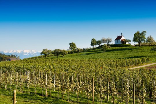 Apple plantation, orchard, Antonius chapel in Selmnau near Wasserburg on Lake Constance, in the back the Swiss Alps, Allgaeu, Swabia, Bavaria, Germany, Europe