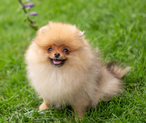 Beautiful orange dog - pomeranian Spitz. Puppy pomeranian dog cute pet happy smile playing in nature