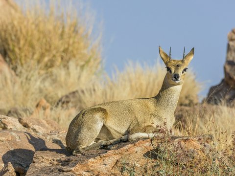Klipspringer (Oreotragus), Augrabies Falls NP, North Cape, South Africa, Africa
