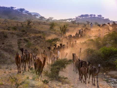 Dromedaries on the way to Pushkar Mela at sunset, Pushkar Camel Fair, Pushkar, Rajasthan