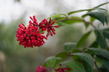 Cestrum elegans, the purple cesrum, also known as red cestrum, or Bastard Jasmine.
