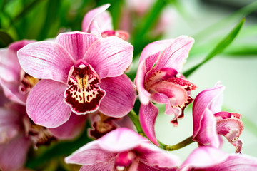 Red pink Boat Orchid Cymbidium