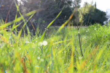 Background of morning dew drops on spring bright green grass. selective focus