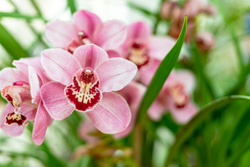 Red pink Boat Orchid Cymbidium