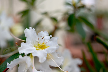 White Rosa sempervirens evergreen rose flower