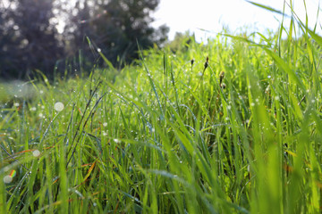 Background of morning dew drops on spring bright green grass. selective focus