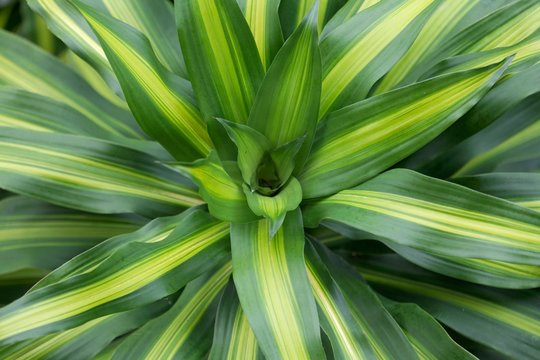 Dracaena fragans (Dracaena fragans), detail, Bora Bora Island, Society Islands, French Polynesia, Oceania