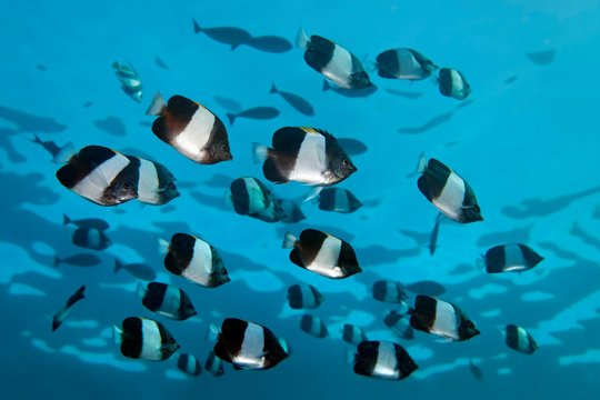 Swarm Brown-and-white butterflyfish (Hemitaurichthys zoster), Indian Ocean, Maldives, Asia