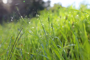 Background of morning dew drops on spring bright green grass. selective focus
